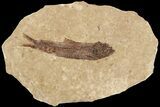 Fossil Fish (Knightia) With Floating Frame Case #181667-1